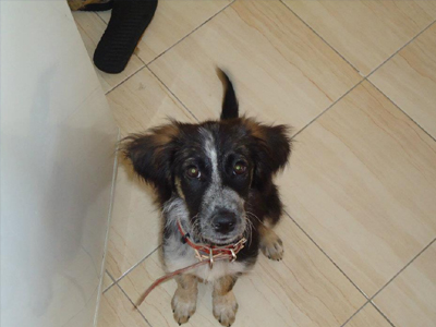 Ένα σπίτι για την Sunny